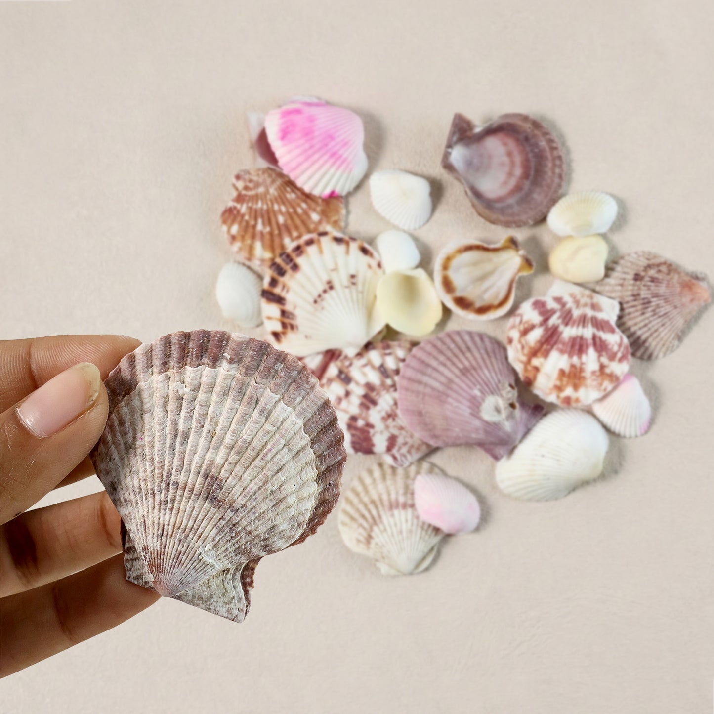 Natural Decorative Sea Shells Set (1 Set)