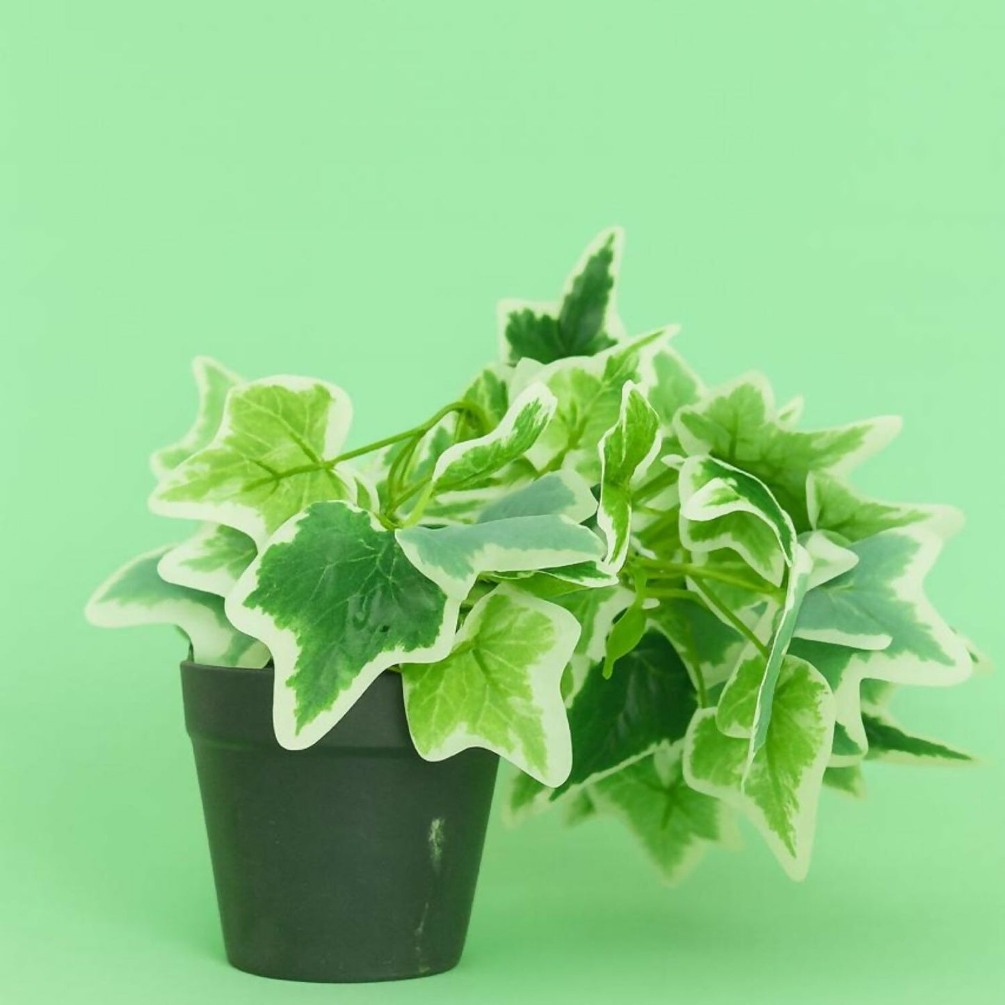 Artificial Ivy Plant in Black Pot – Realistic Variegated Green Leaves Tabletop Faux Potted Plant – Low Maintenance Decorative Plant for Home, Office, Balcony, Café, Living Room & Bathroom Décor