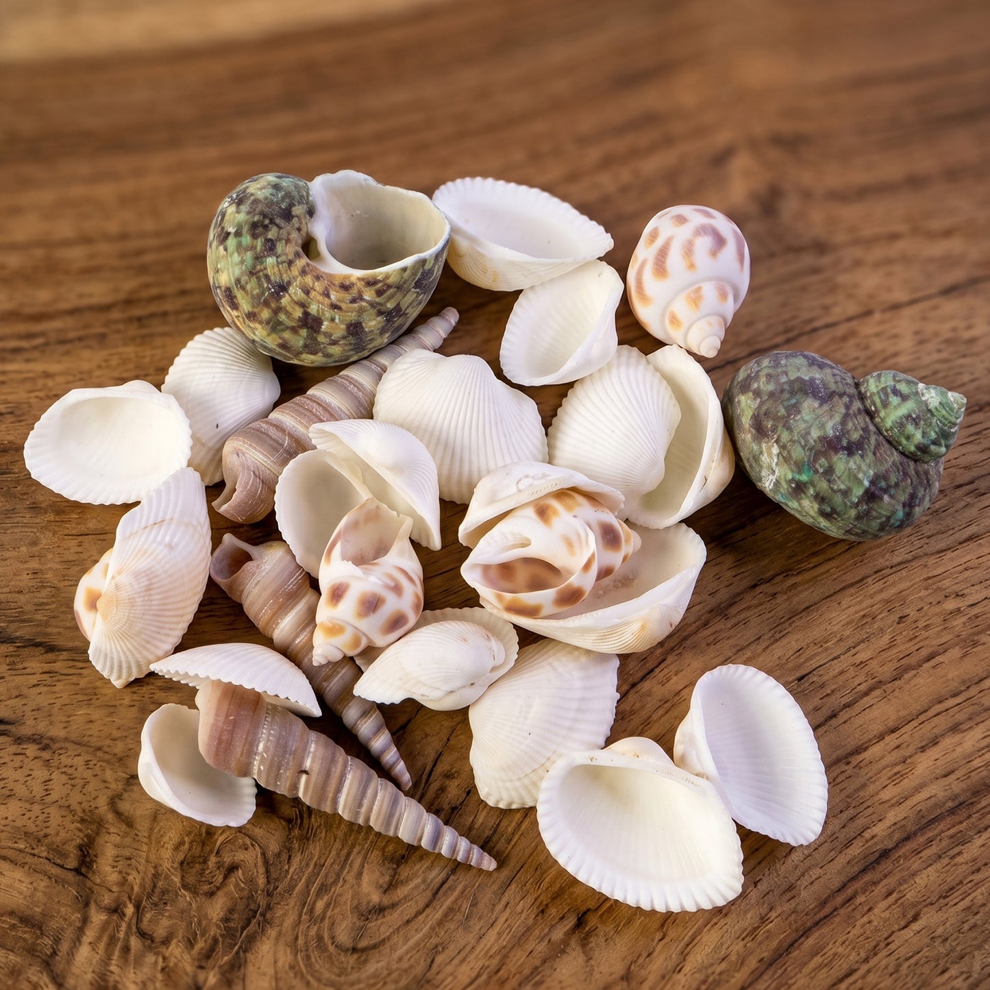 Natural Decorative Sea Shells Set (1 Set)