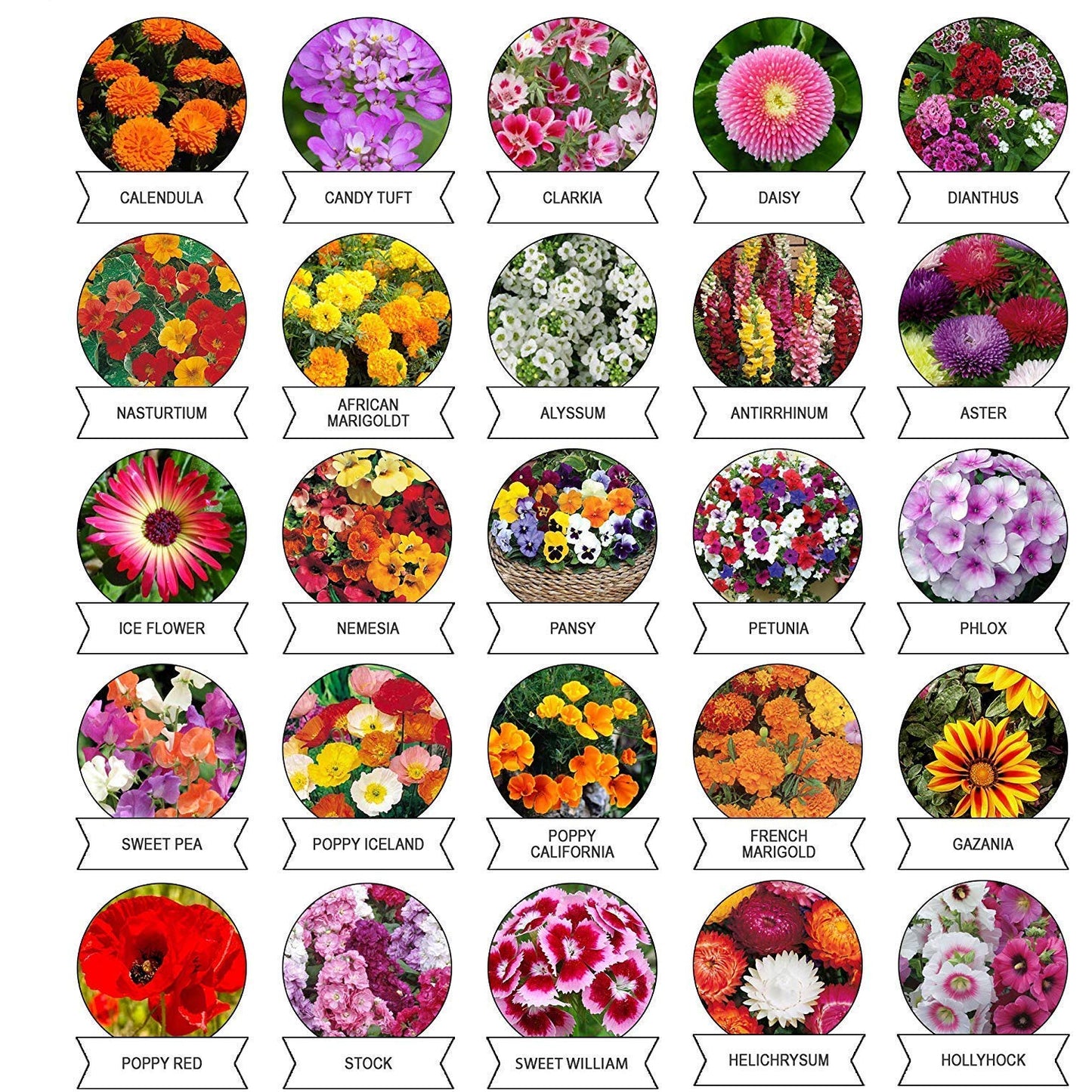 20-in-1 Bloom Variety Pack