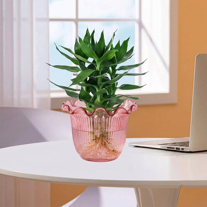 17122 decorative ruffled flower pot live