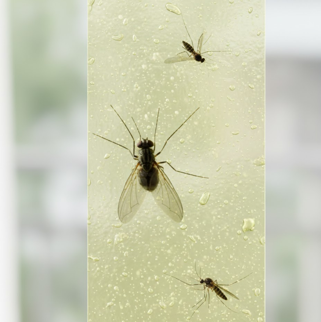 मक्खी, मच्छर, कीड़े पकड़ने वाला चिपकने वाला चिपचिपा गोंद स्ट्रिप्स