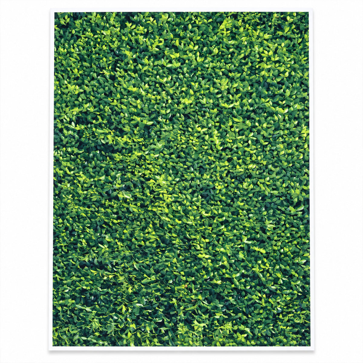 Backdrop cloth design view