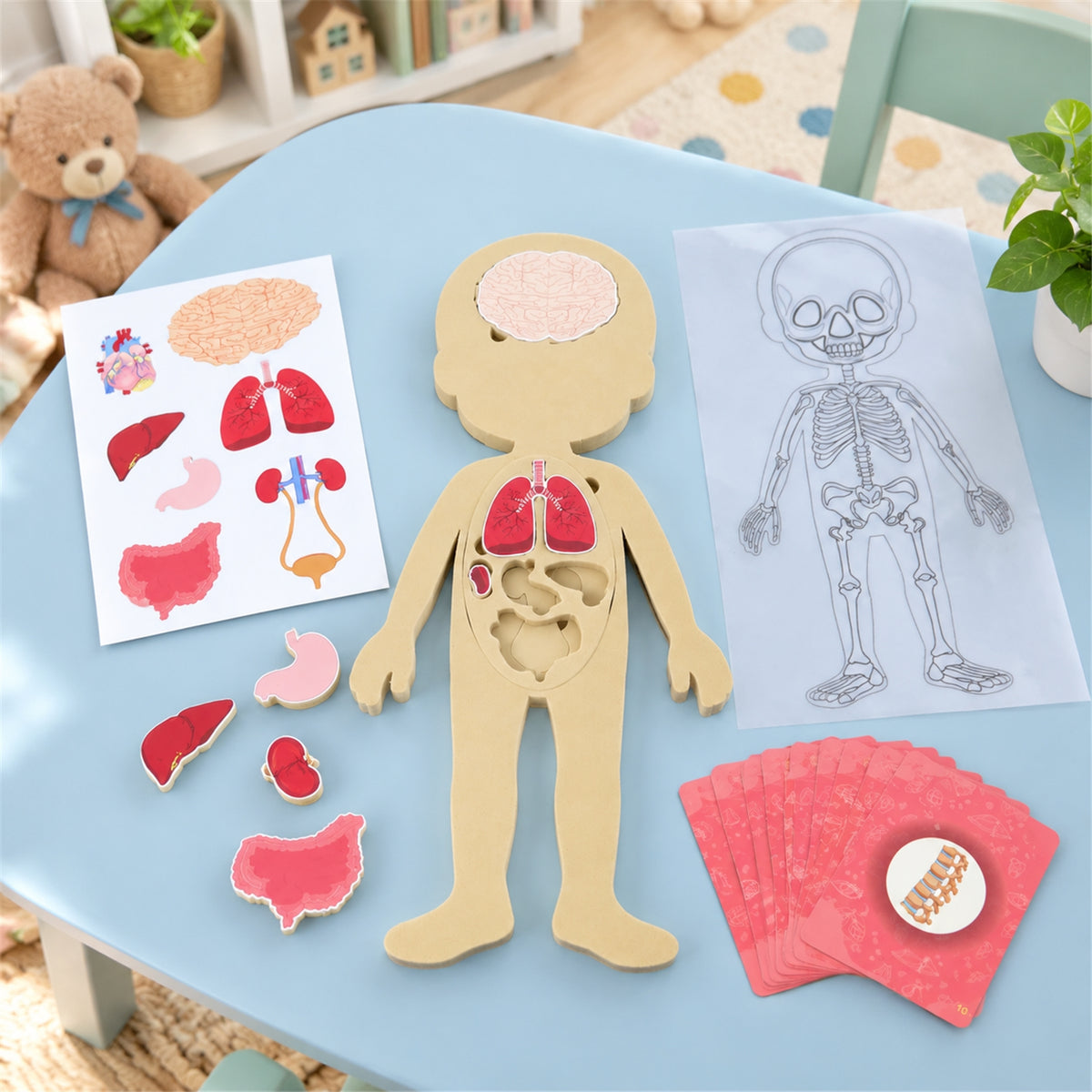 Human anatomy puzzle and learning components