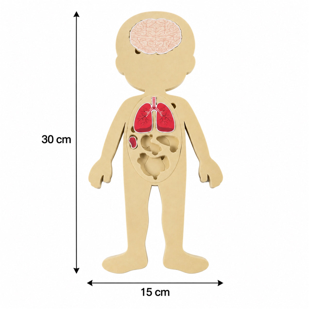 Human body puzzle dimension reference
