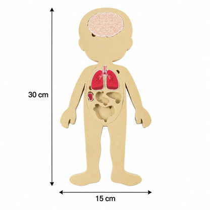 Human body puzzle dimension reference