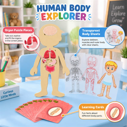 Human anatomy puzzle features and learning cards