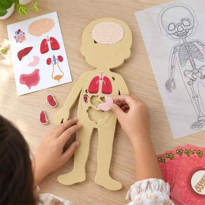 Organ puzzle pieces placement activity