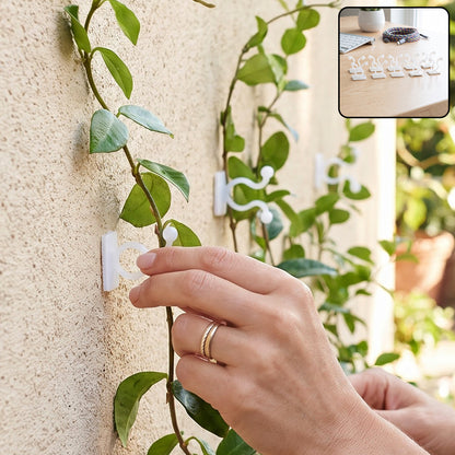 Self adhesive plant hook supporting climbing vine