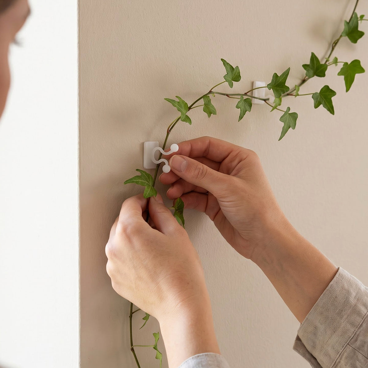 Installing plant climbing holder clip on wall