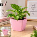 Decorative Square Plastic Flower Pot with Plain Finish for Home and Office Decor