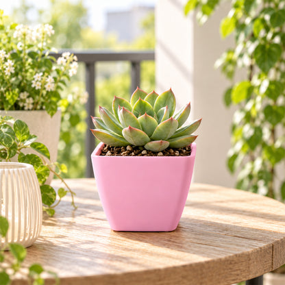 Flower pot shown with a display succulent
