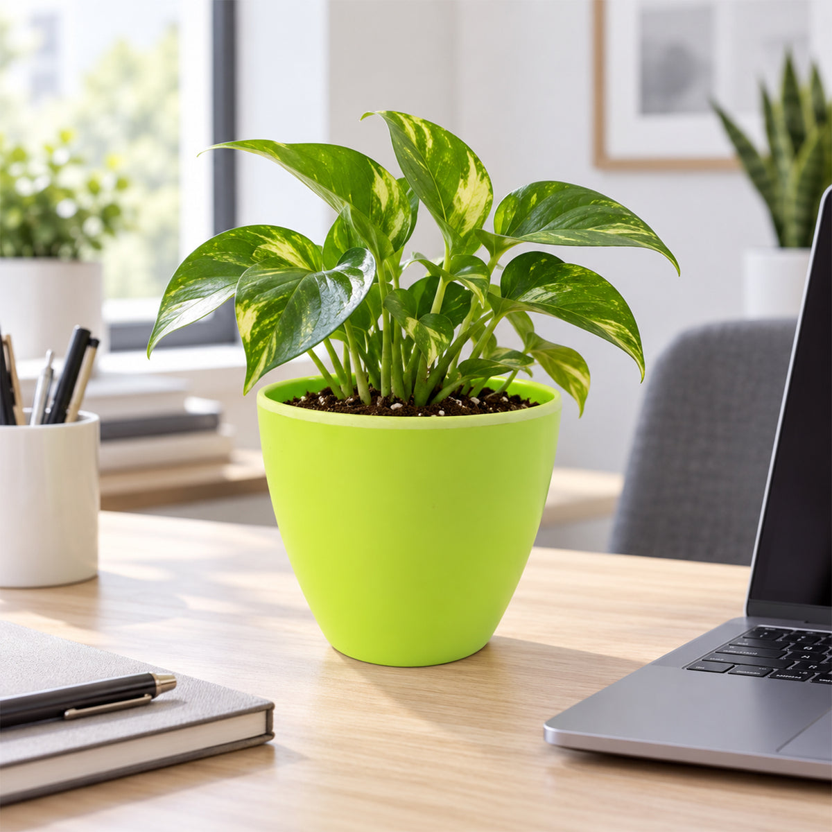 Plastic flower pot with indoor plant on office desk