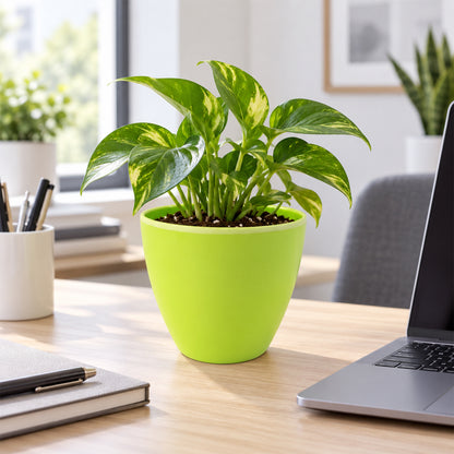 Plastic flower pot with indoor plant on office desk