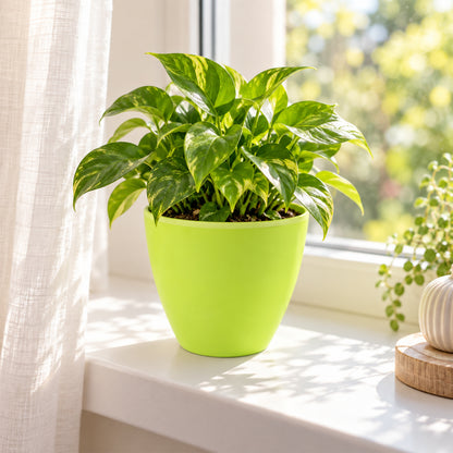 Decorative plastic flower pot with plant near window