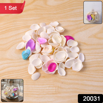 Seashell Decoration Set