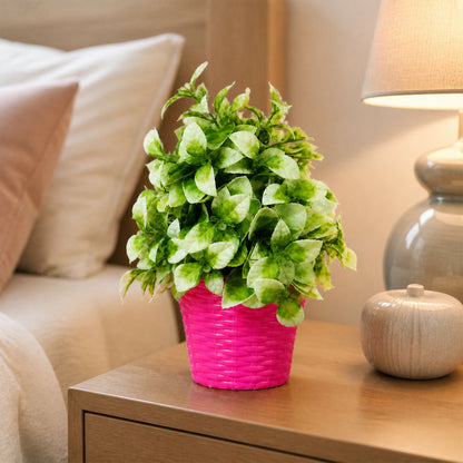 Decorative-Plant-01