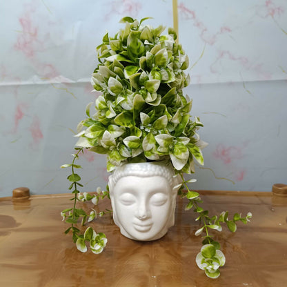 Plant 6