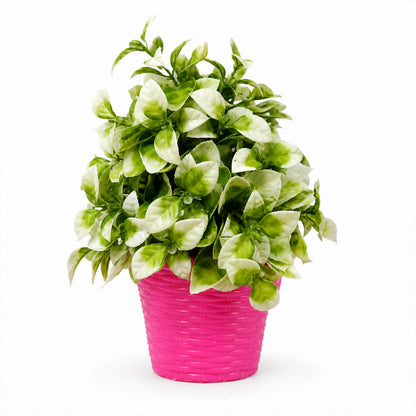 Decorative-Plant-05