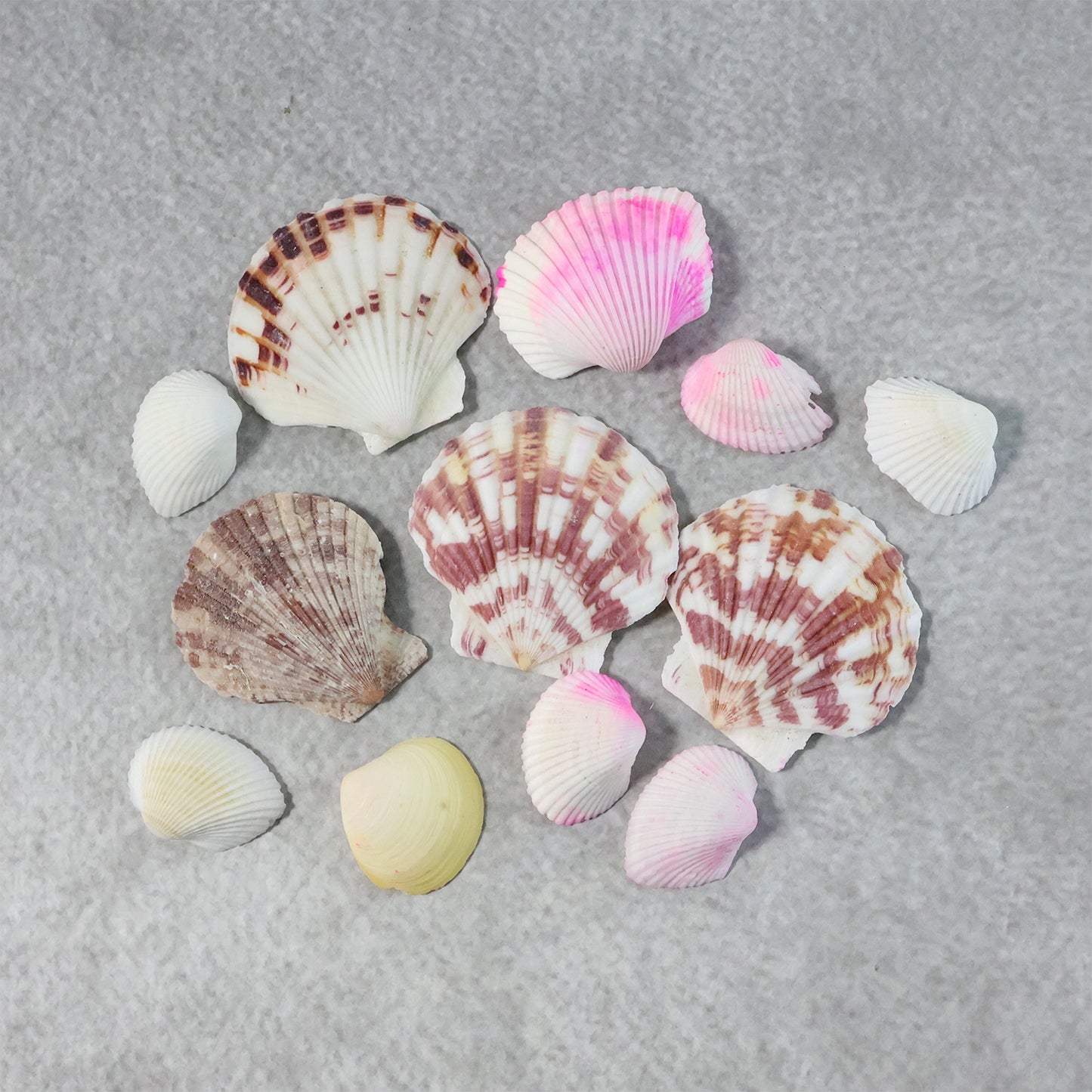 Natural Decorative Sea Shells Set (1 Set)