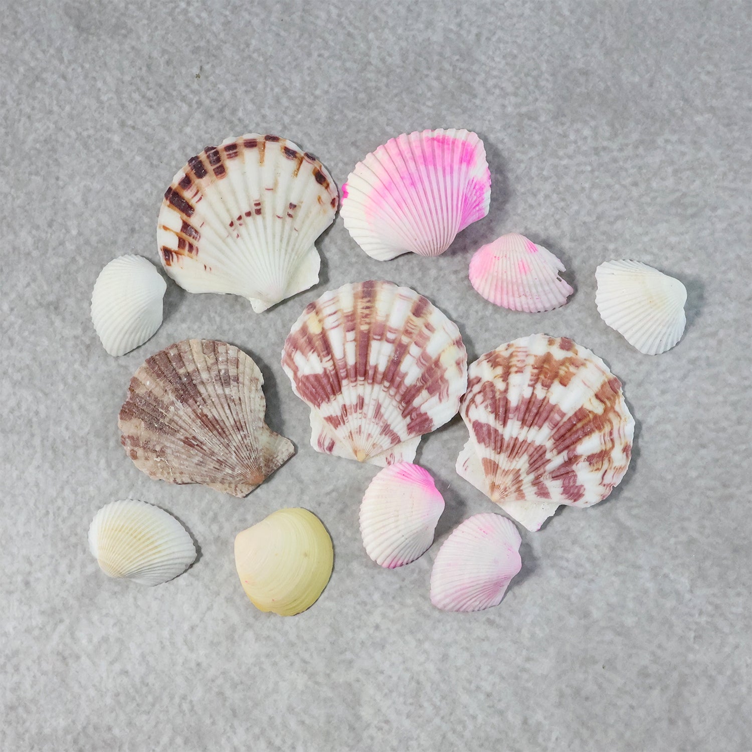 Natural Decorative Sea Shells Set (1 Set)