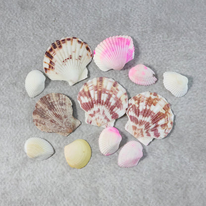 Natural Decorative Sea Shells Set (1 Set)