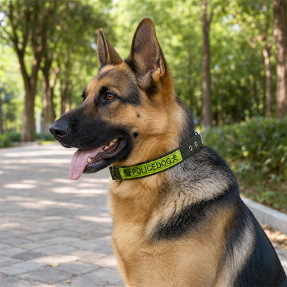 Dog walking with reflective nylon collar at night