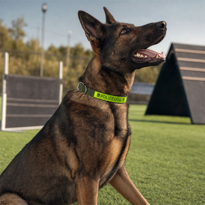 Outdoor shot of active dog wearing reflective nylon collar