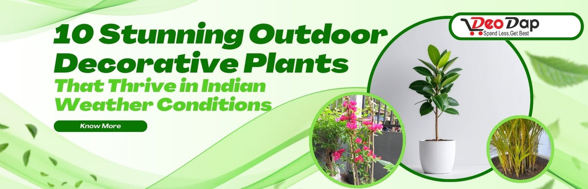 10 Natural Outdoor Decorative Plants That Thrive in Indian Weather Conditions