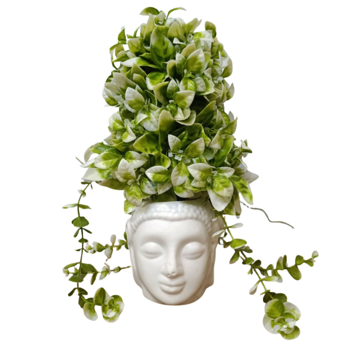 Plant 5