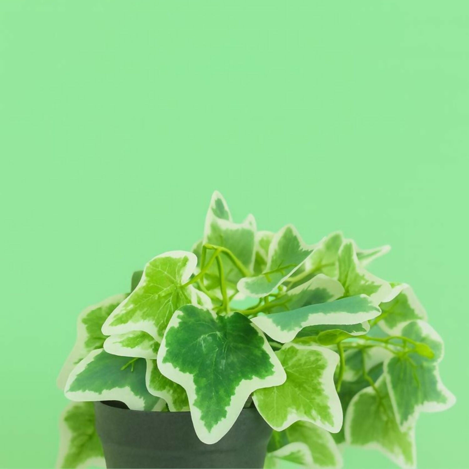 Artificial Ivy Plant in Black Pot – Realistic Variegated Green Leaves Tabletop Faux Potted Plant – Low Maintenance Decorative Plant for Home, Office, Balcony, Café, Living Room & Bathroom Décor