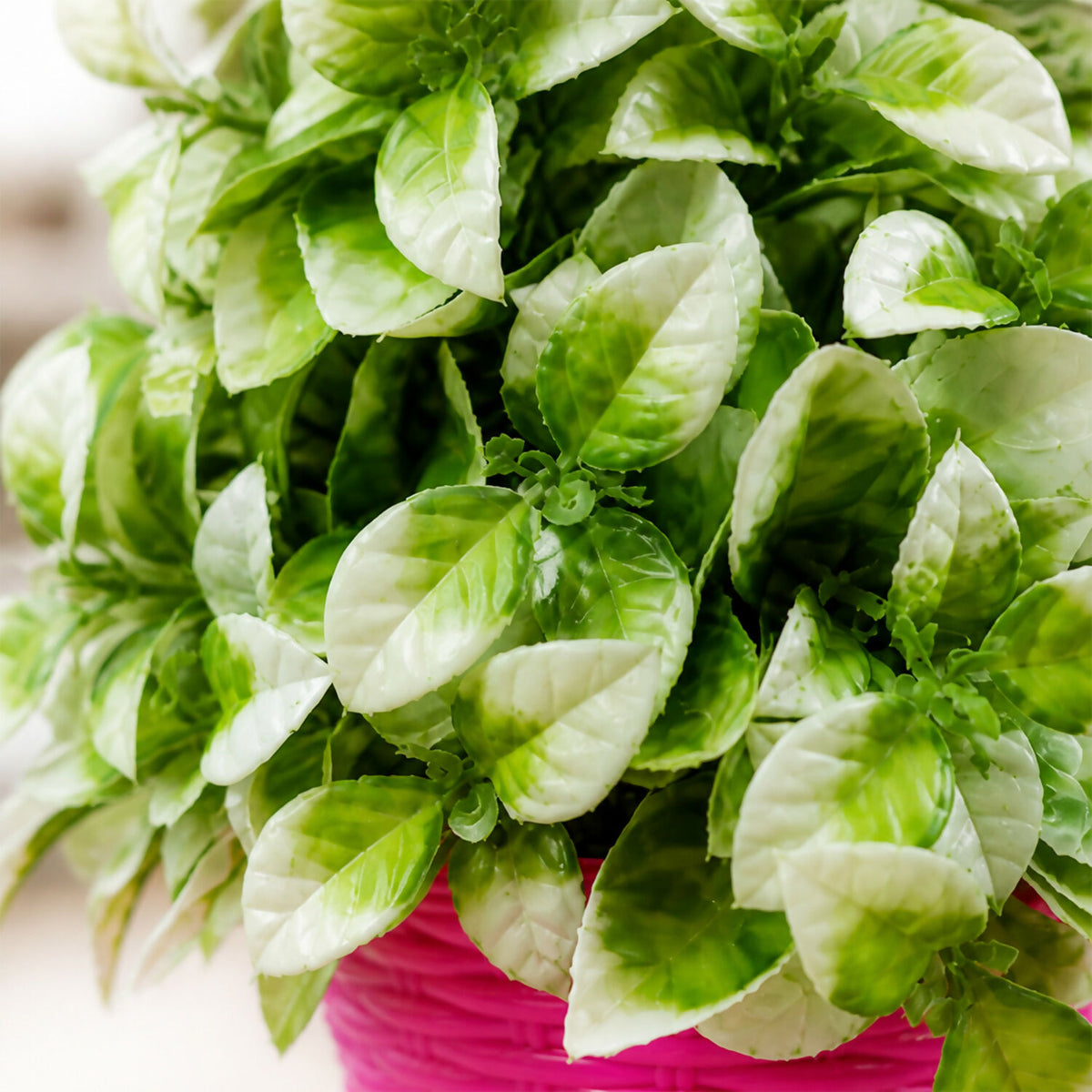 Decorative-Plant-06