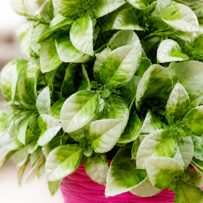 Decorative-Plant-06