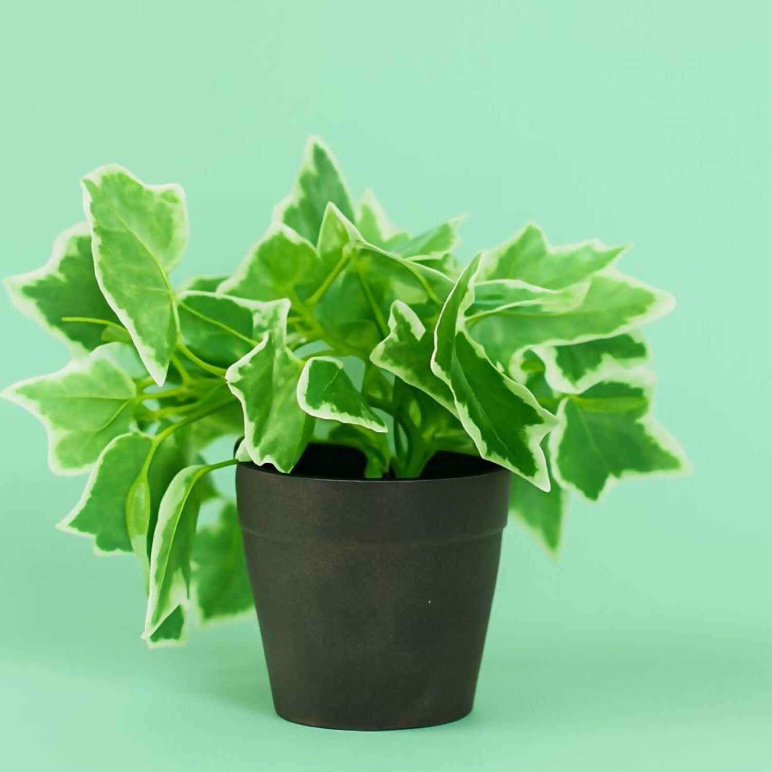 Artificial Ivy Plant in Black Pot – Realistic Variegated Green Leaves Tabletop Faux Potted Plant – Low Maintenance Decorative Plant for Home, Office, Balcony, Café, Living Room & Bathroom Décor