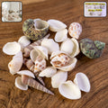 Natural Decorative Seashells Set – Coastal Charm for Home Decor