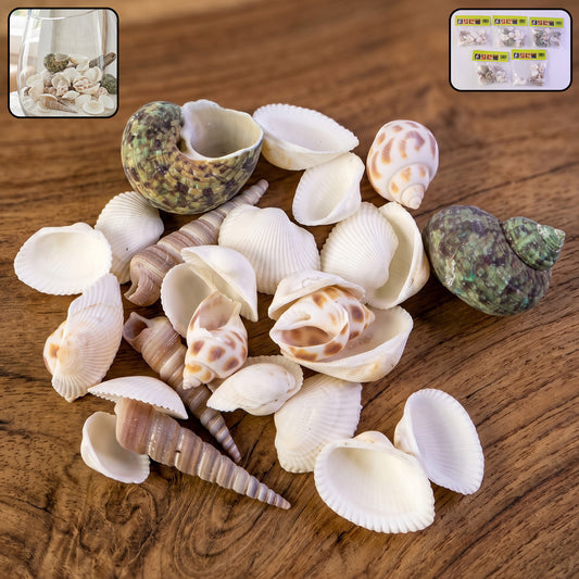 Natural Decorative Sea Shells Set (1 Set)