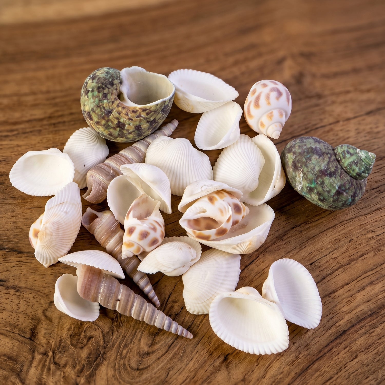 Natural Decorative Sea Shells Set (1 Set)