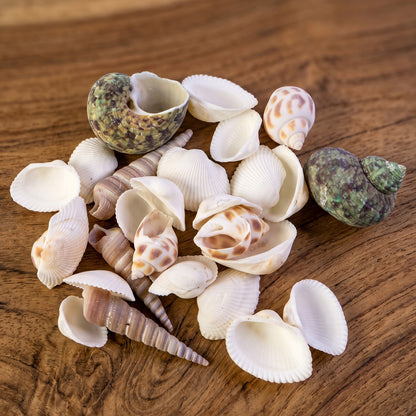 Natural Decorative Sea Shells Set (1 Set)