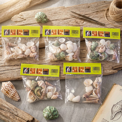 Natural Decorative Sea Shells Set (1 Set)