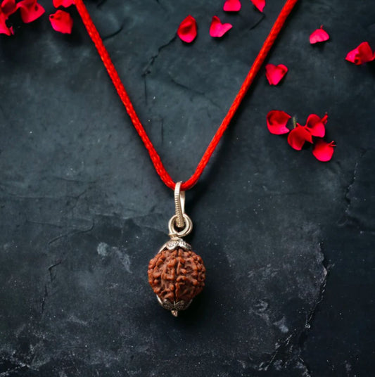 7 Mukhi Rudraksha / Seven Faced Rudraksha (Nepali)