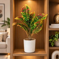 Artificial Croton Plant with White Pot for Home & Office Decor, 45 cm