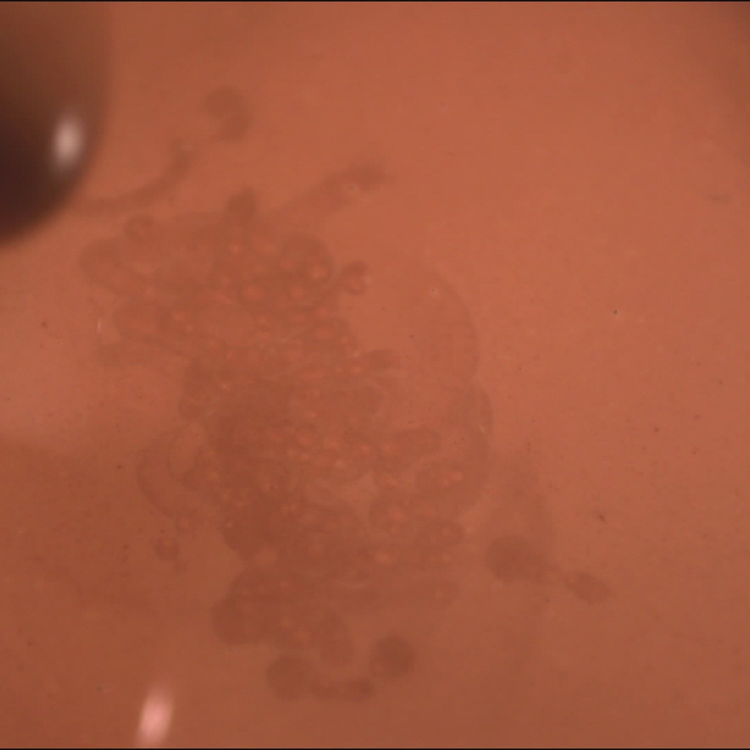 Choco Almond, Chocolate Coated Almond