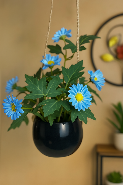 Hanging Daisy Plant with Blue Flowers