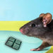 296 (PCI) Roban the Rat Killer (Brown) Small DeoDap