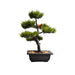 4938 Artificial Potted Plant with Square Pot DeoDap