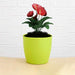1191 Flower Pots Round Shape For Indoor/Outdoor Gardening DeoDap