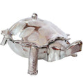 Tortoise Dry Fruit Box – Decorative Gifting & Serving | Styleva